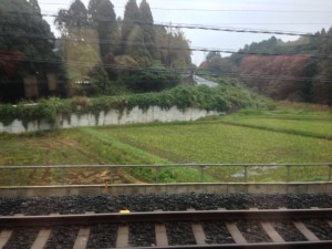 Rice paddies in Japan
